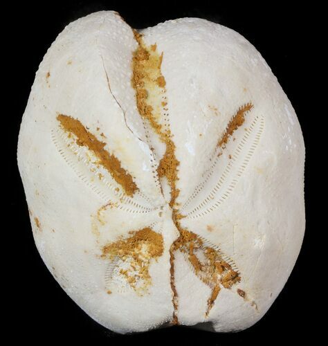 Micraster? Fossil Echinoid (Sea Urchin) - Taouz, Morocco #46404